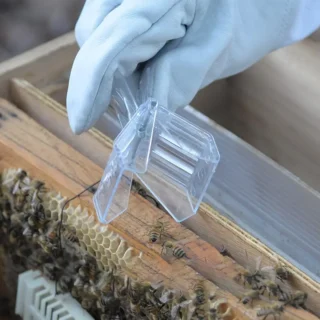 Capturadora de reina