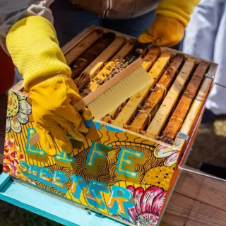 Cepillo para apicultura