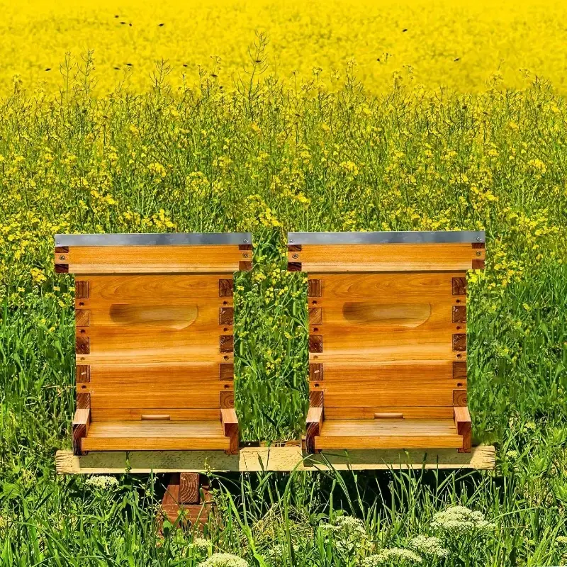 Núcleo de abejas - Image 2