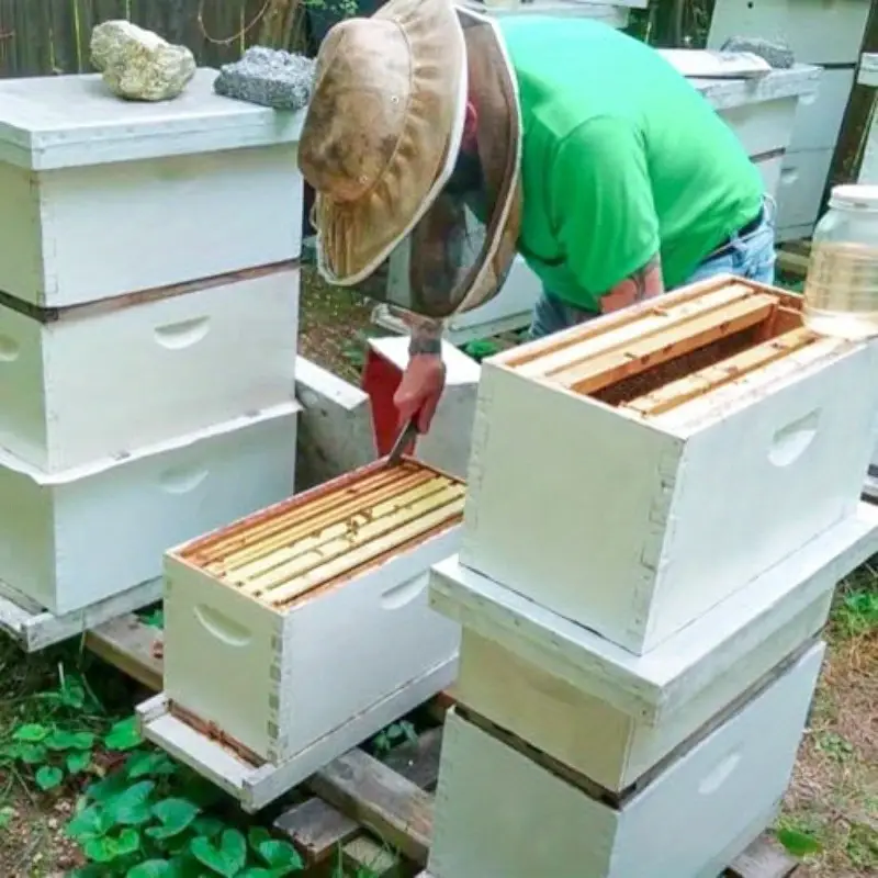 Núcleo de abejas - Image 4